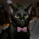 Illustration for article titled Shelters ban black cat adoption on Halloween to prevent animal torture